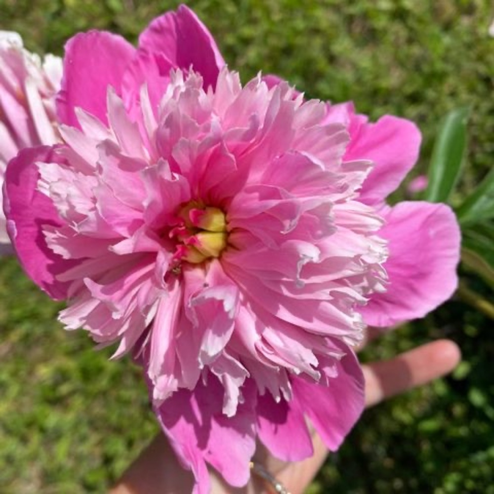 Meet your Posher, Carisa